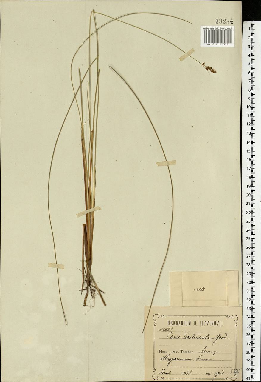 Carex diandra Schrank, Eastern Europe, Central forest-and-steppe region (E6) (Russia)