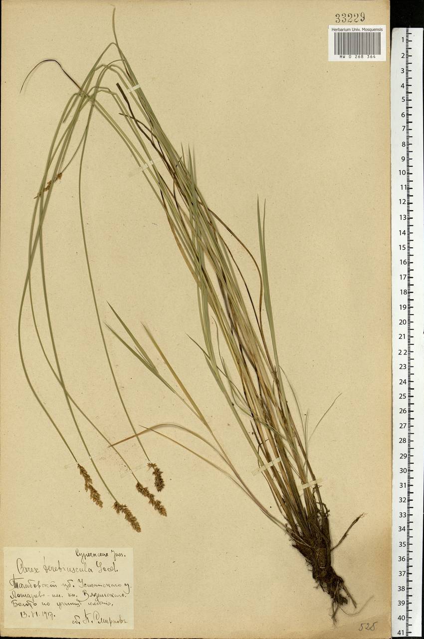 Carex diandra Schrank, Eastern Europe, Central forest-and-steppe region (E6) (Russia)