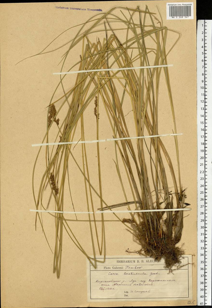 Carex diandra Schrank, Eastern Europe, Central forest-and-steppe region (E6) (Russia)