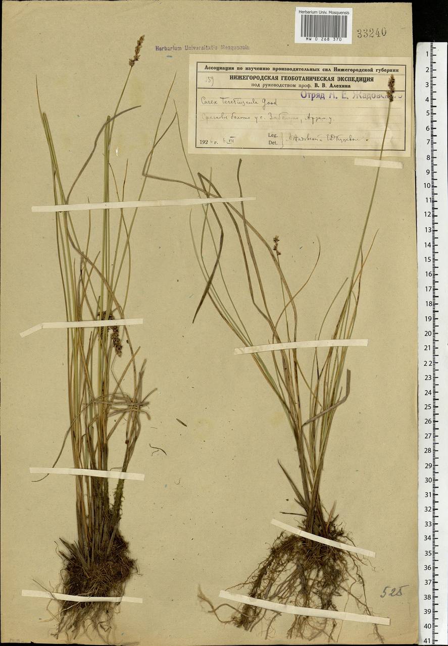Carex diandra Schrank, Eastern Europe, Volga-Kama region (E7) (Russia)