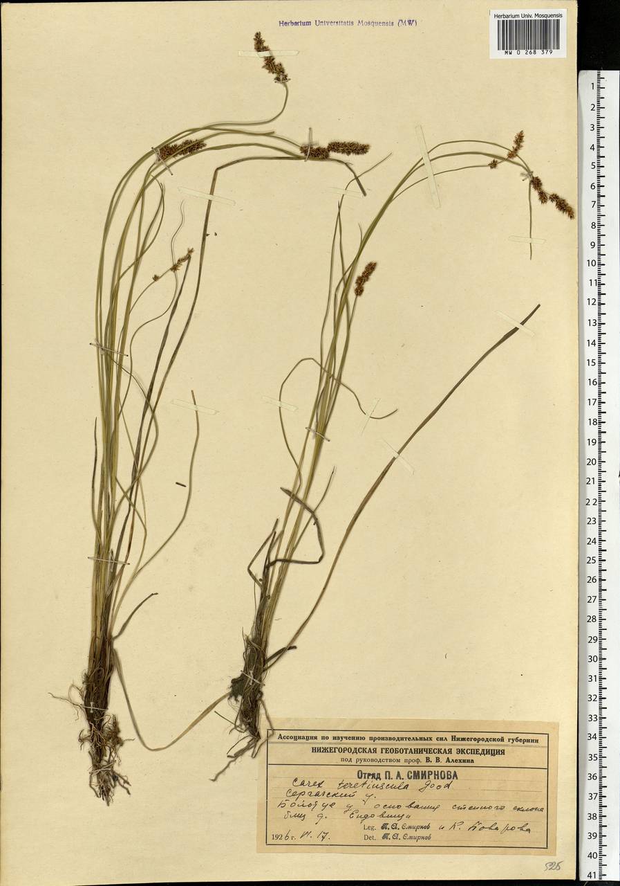 Carex diandra Schrank, Eastern Europe, Volga-Kama region (E7) (Russia)