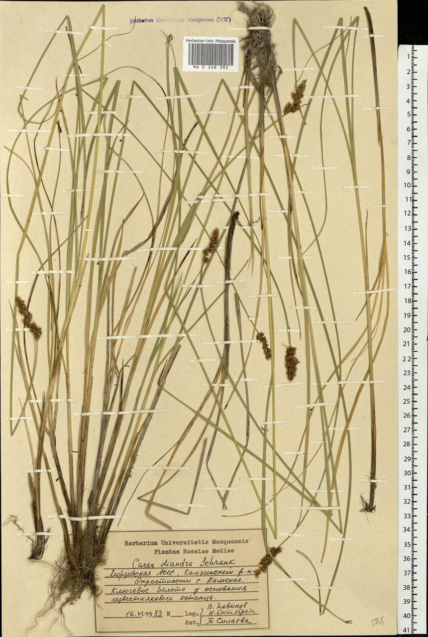Carex diandra Schrank, Eastern Europe, Middle Volga region (E8) (Russia)