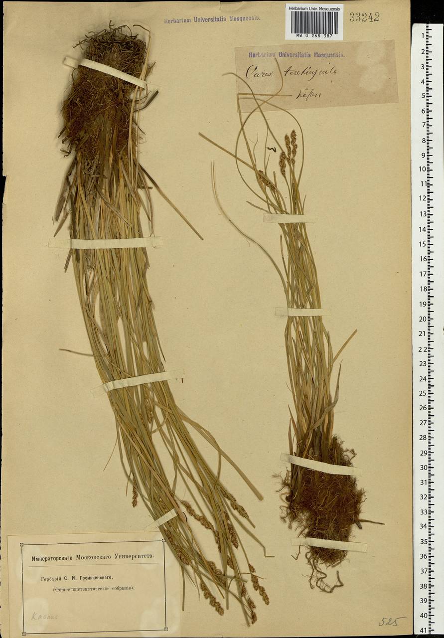 Carex diandra Schrank, Eastern Europe, Middle Volga region (E8) (Russia)