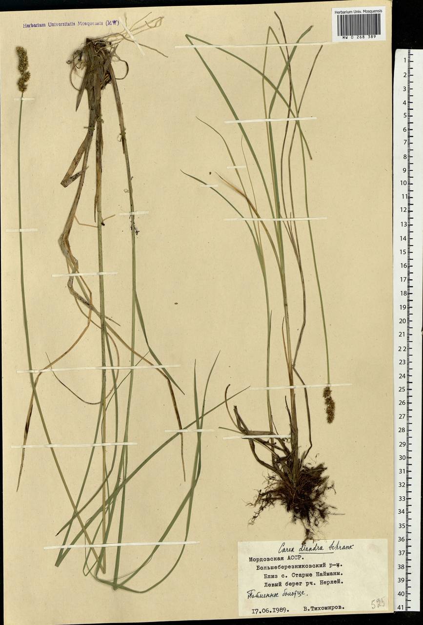 Carex diandra Schrank, Eastern Europe, Middle Volga region (E8) (Russia)