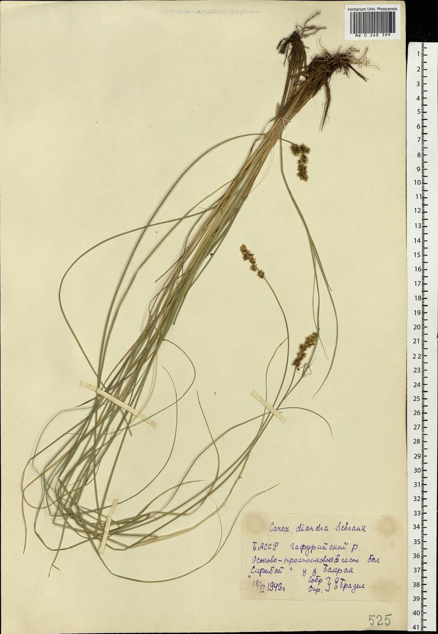 Carex diandra Schrank, Eastern Europe, Eastern region (E10) (Russia)