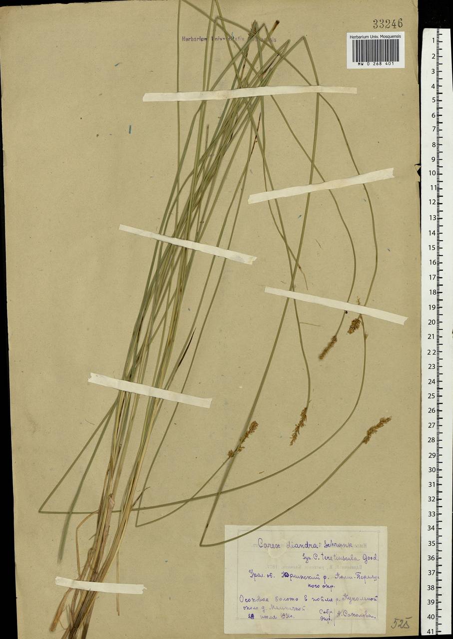 Carex diandra Schrank, Eastern Europe, Eastern region (E10) (Russia)