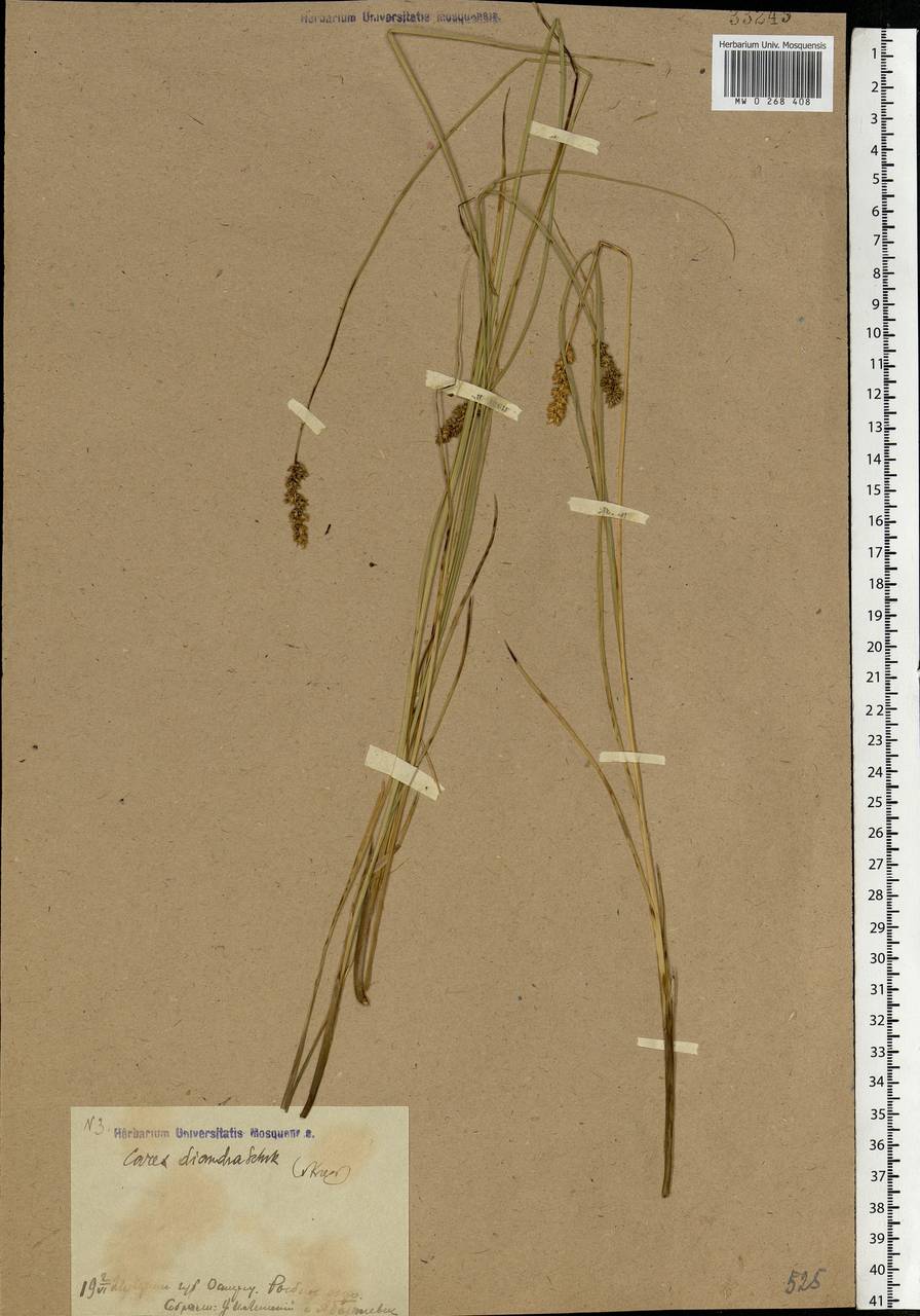 Carex diandra Schrank, Eastern Europe, North Ukrainian region (E11) (Ukraine)