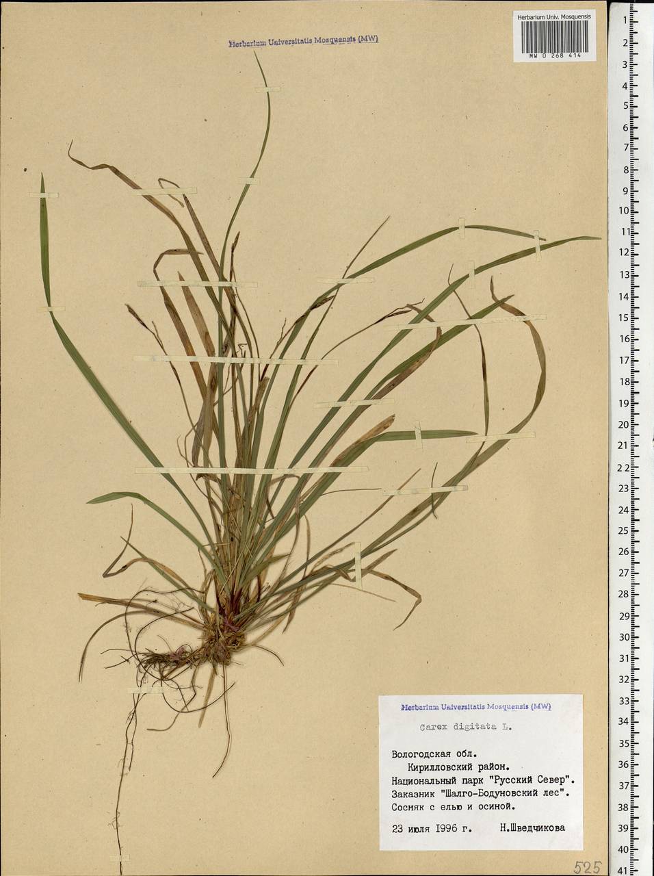 Carex digitata L., Eastern Europe, Northern region (E1) (Russia)