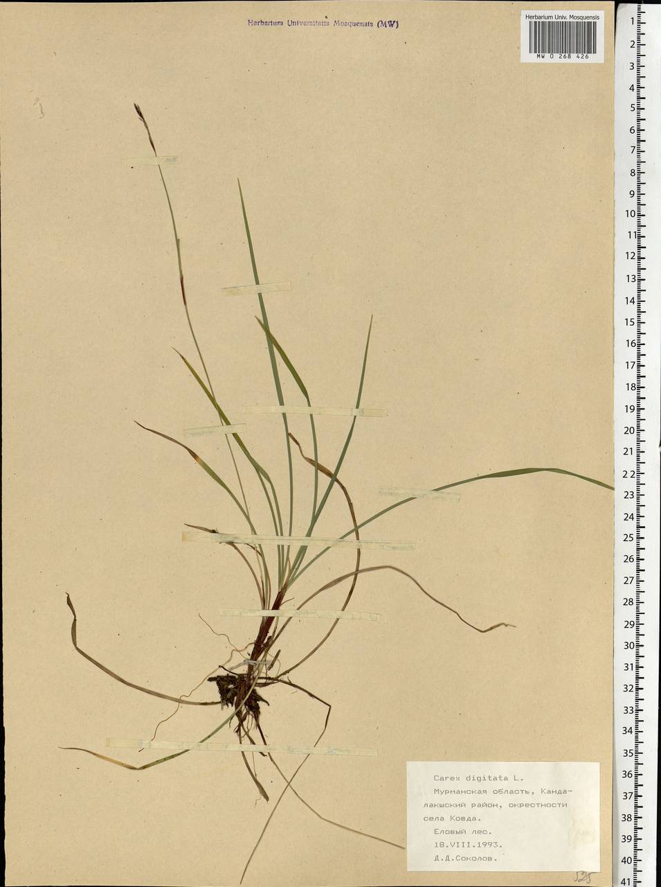 Carex digitata L., Eastern Europe, Northern region (E1) (Russia)