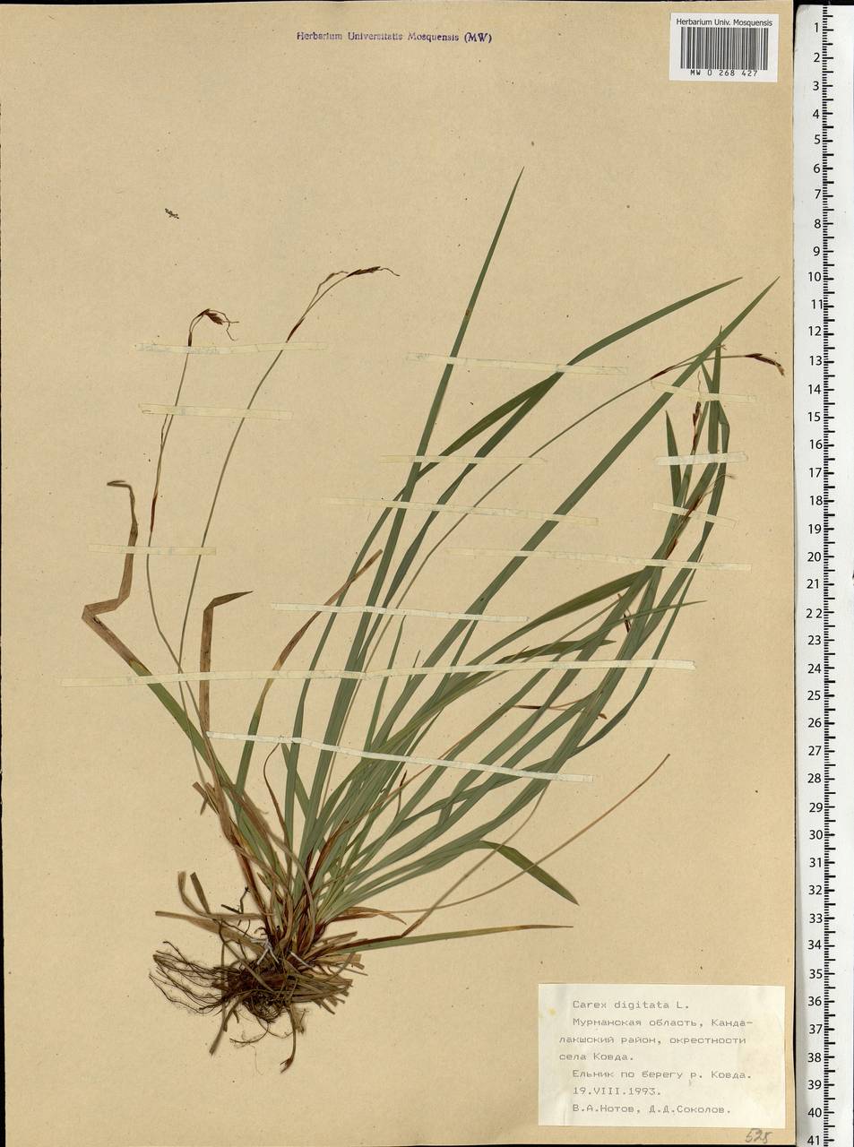Carex digitata L., Eastern Europe, Northern region (E1) (Russia)