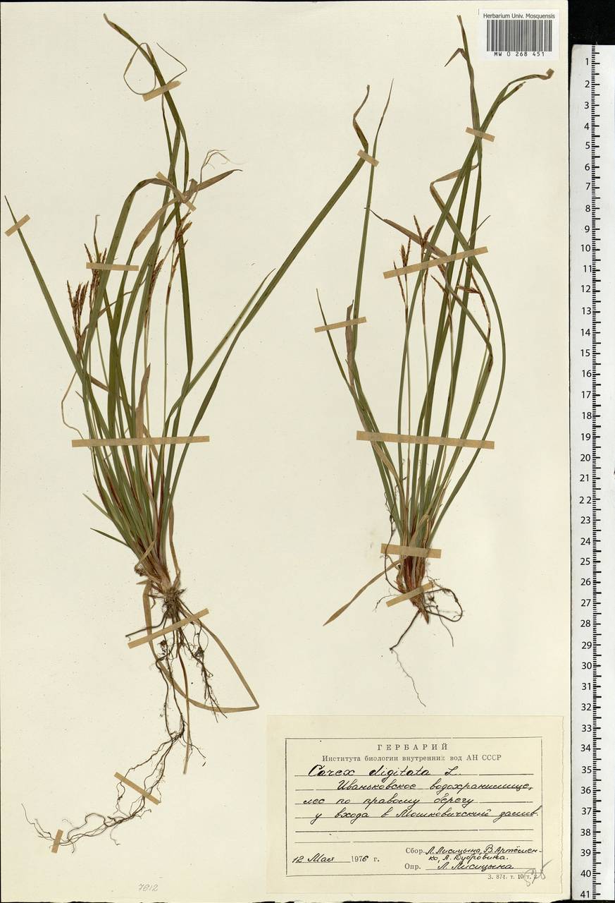 Carex digitata L., Eastern Europe, North-Western region (E2) (Russia)