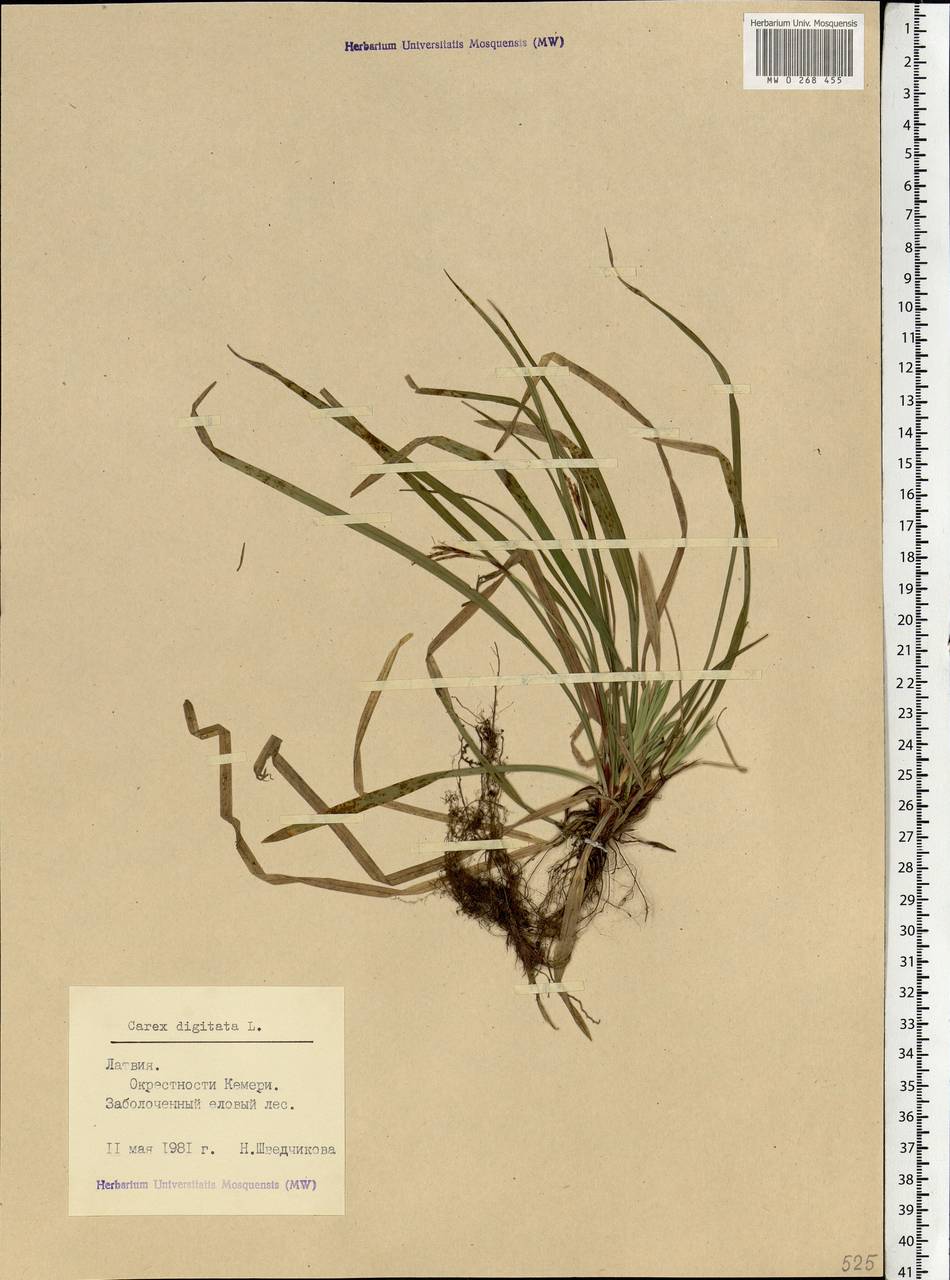 Carex digitata L., Eastern Europe, Latvia (E2b) (Latvia)