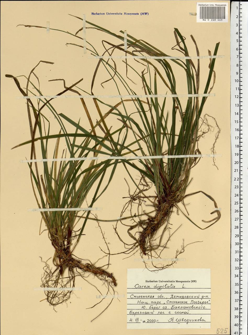 Carex digitata L., Eastern Europe, Western region (E3) (Russia)
