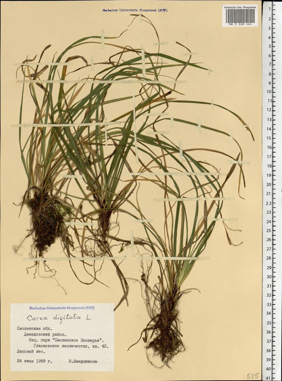Carex digitata L., Eastern Europe, Western region (E3) (Russia)