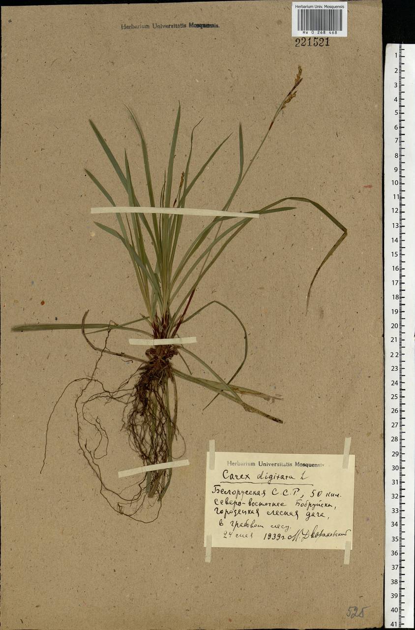 Carex digitata L., Eastern Europe, Belarus (E3a) (Belarus)