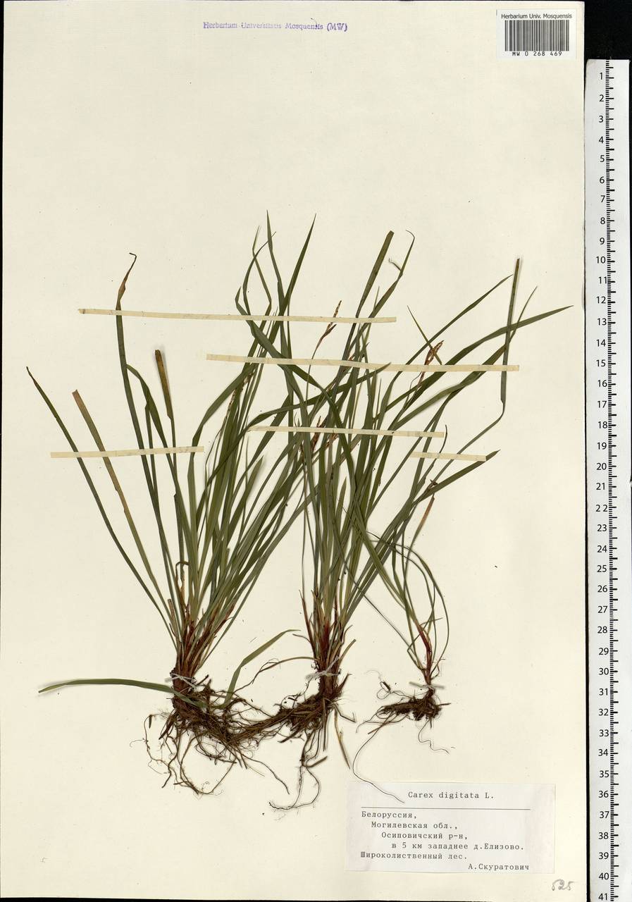 Carex digitata L., Eastern Europe, Belarus (E3a) (Belarus)