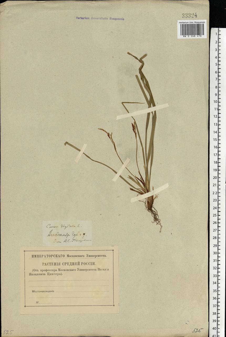 Carex digitata L., Eastern Europe, Central region (E4) (Russia)