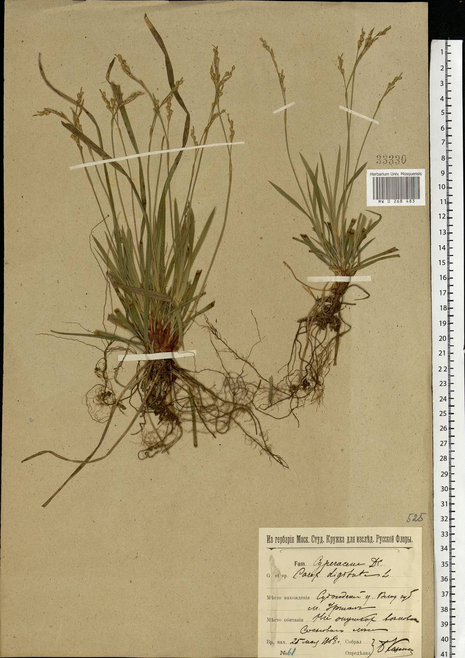 Carex digitata L., Eastern Europe, Central region (E4) (Russia)