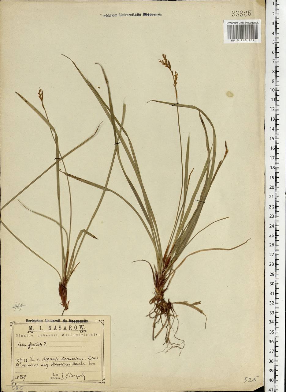 Carex digitata L., Eastern Europe, Central region (E4) (Russia)