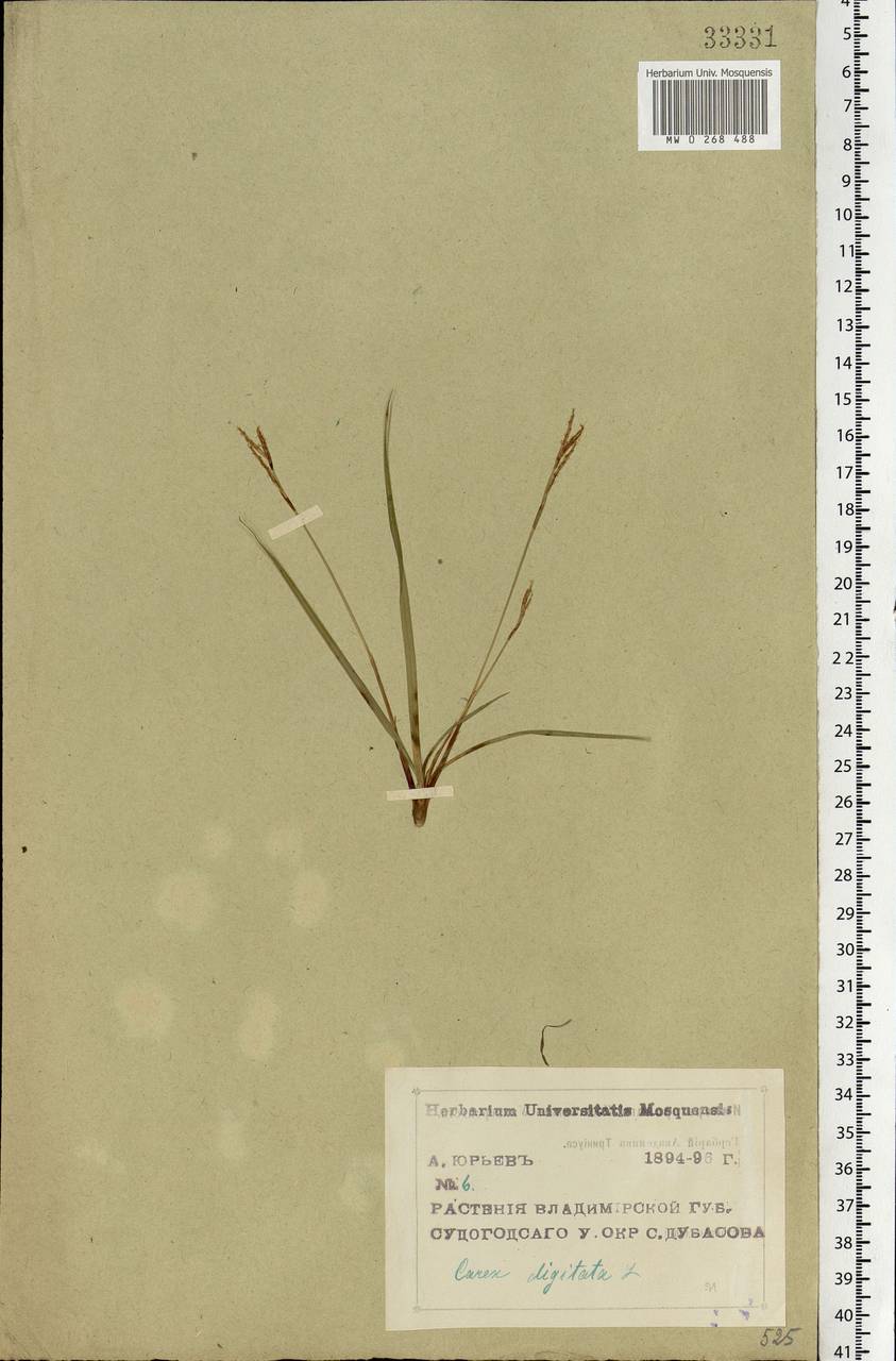 Carex digitata L., Eastern Europe, Central region (E4) (Russia)