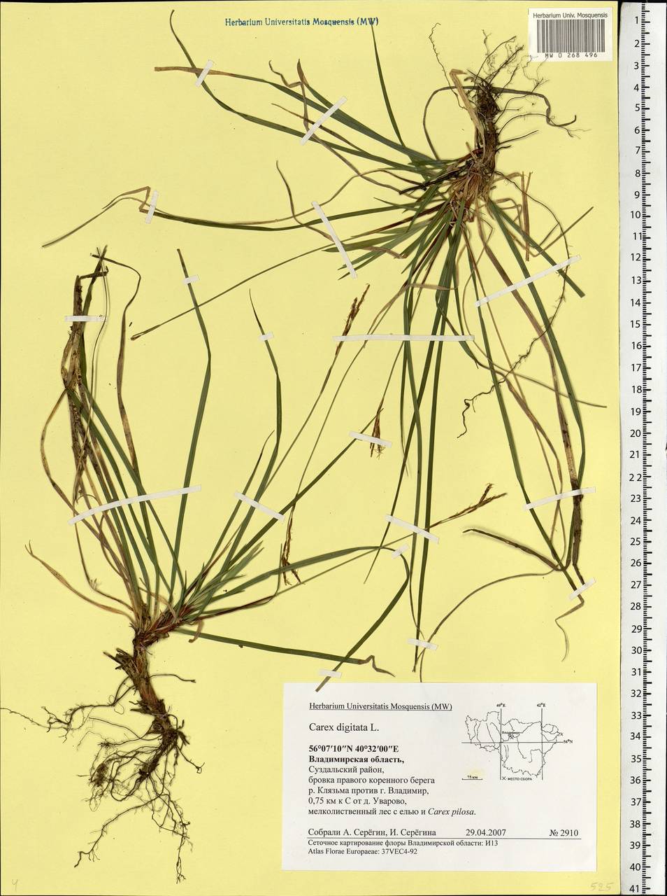 Carex digitata L., Eastern Europe, Central region (E4) (Russia)