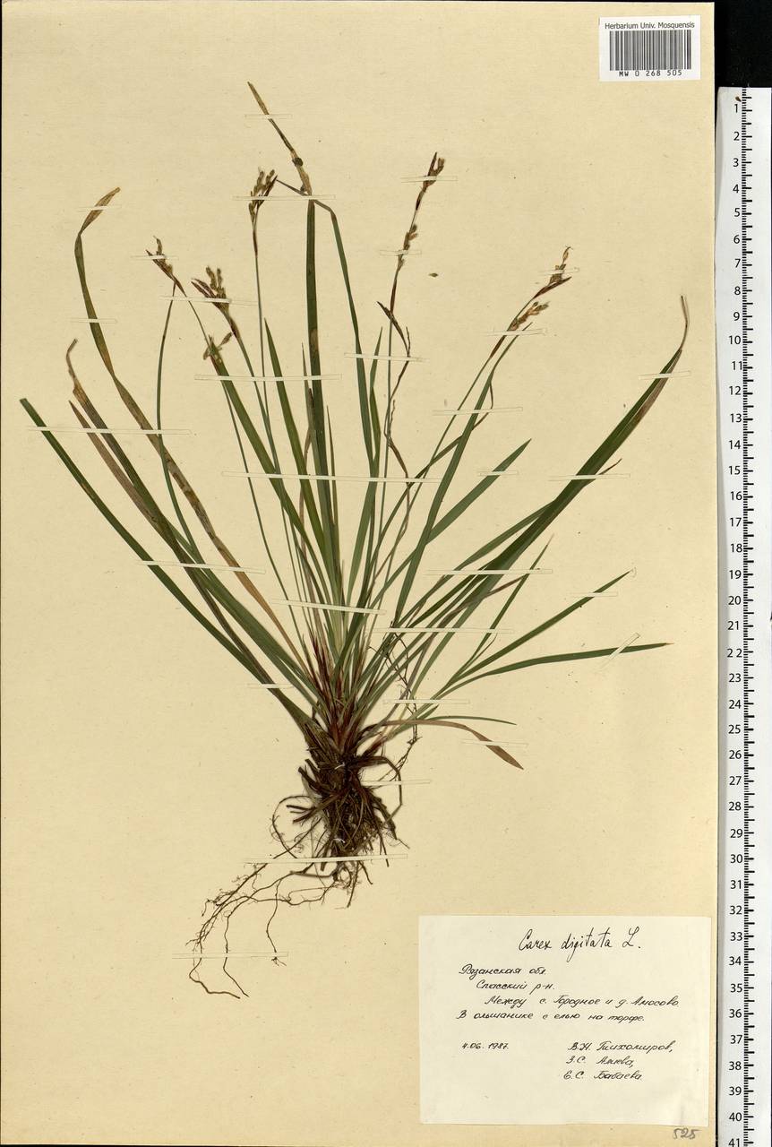 Carex digitata L., Eastern Europe, Central region (E4) (Russia)