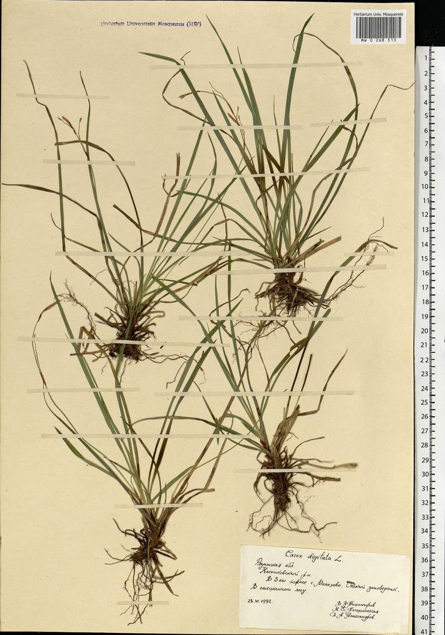 Carex digitata L., Eastern Europe, Central region (E4) (Russia)