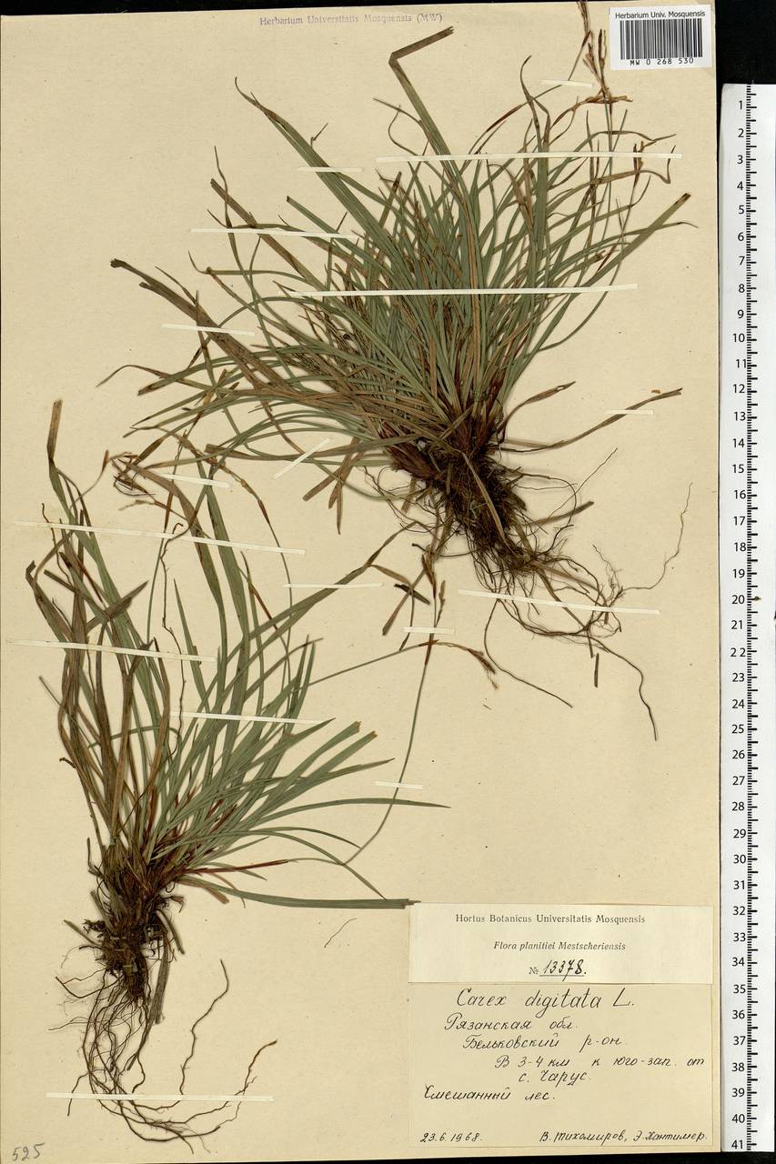 Carex digitata L., Eastern Europe, Central region (E4) (Russia)