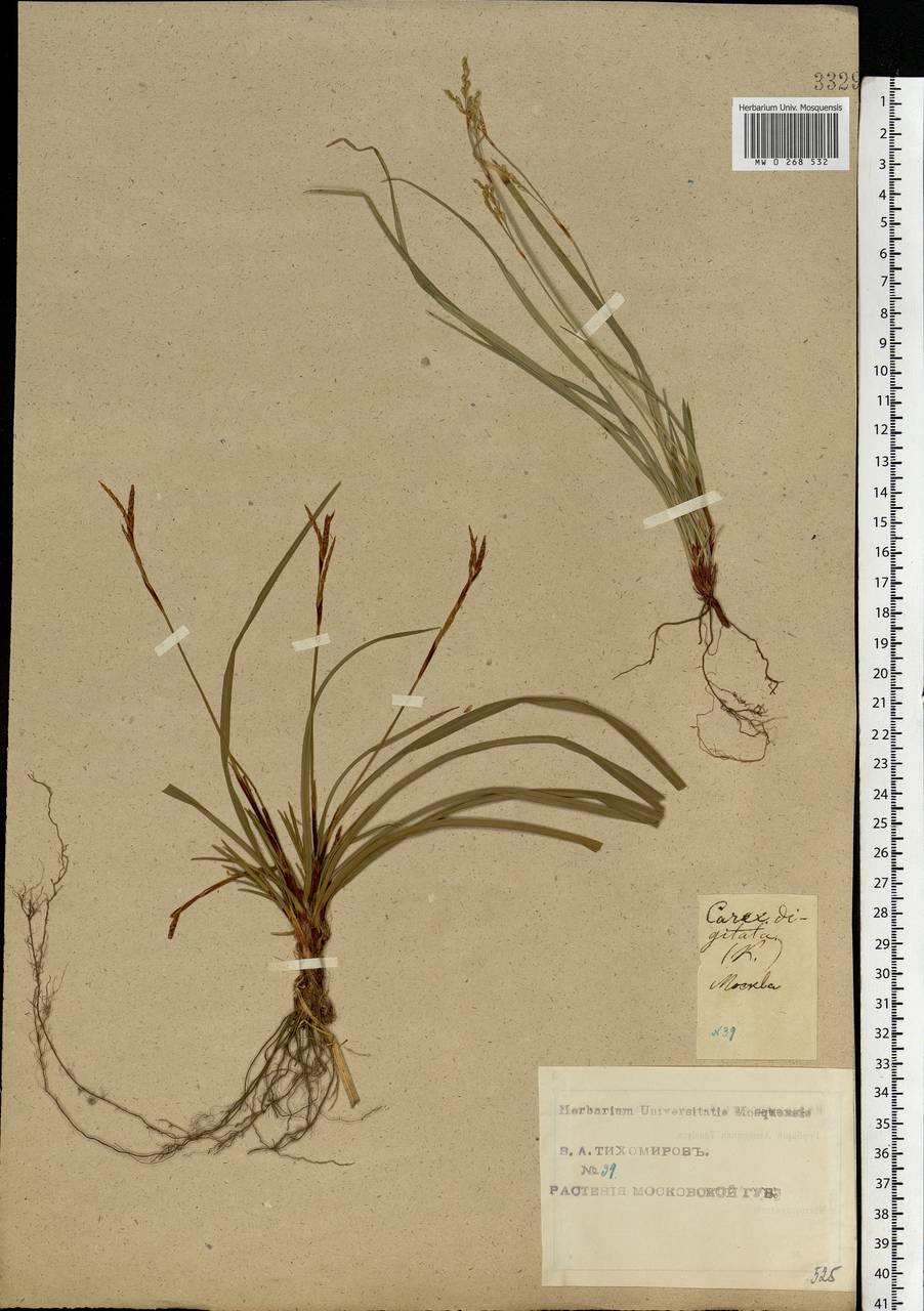 Carex digitata L., Eastern Europe, Moscow region (E4a) (Russia)