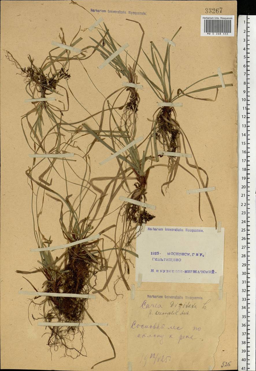 Carex digitata L., Eastern Europe, Moscow region (E4a) (Russia)
