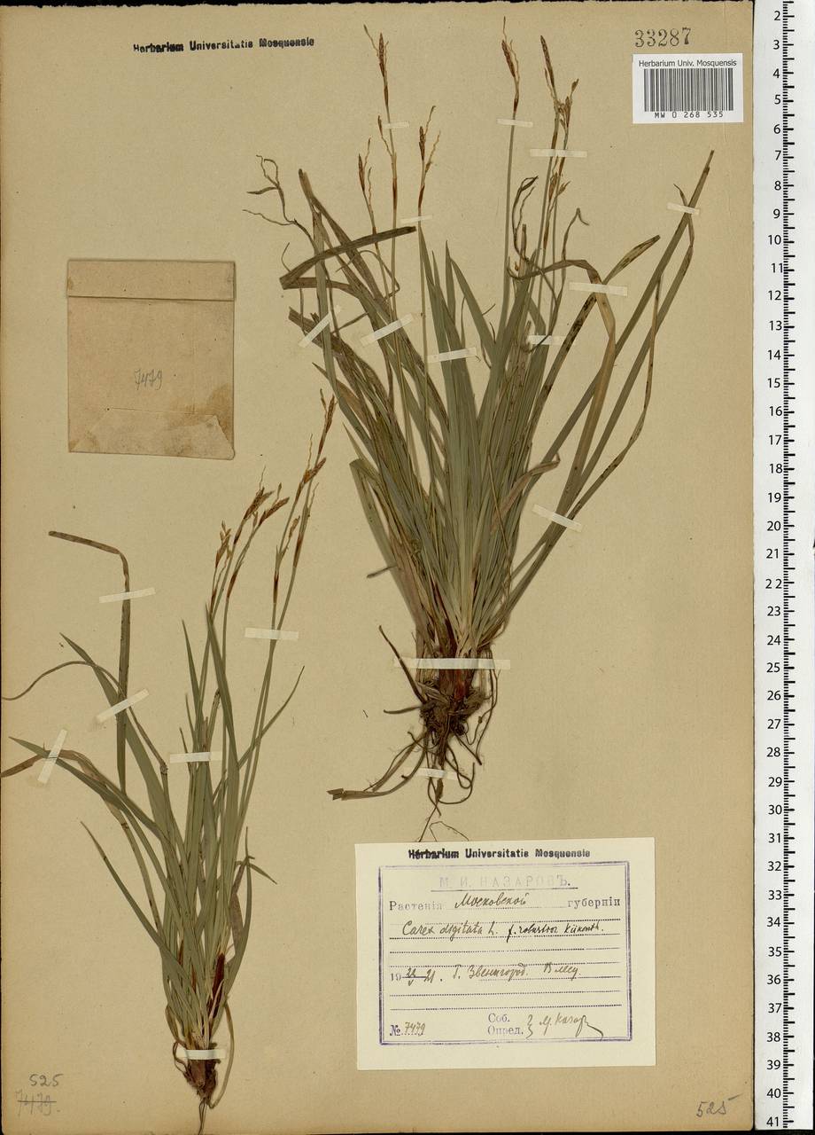 Carex digitata L., Eastern Europe, Moscow region (E4a) (Russia)