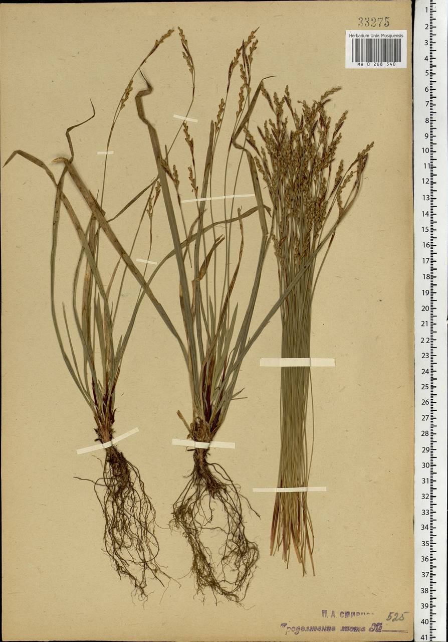 Carex digitata L., Eastern Europe, Moscow region (E4a) (Russia)