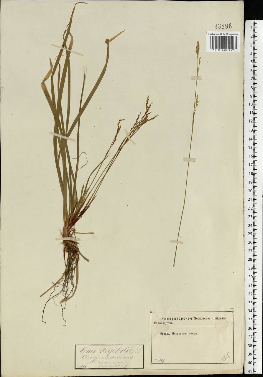 Carex digitata L., Eastern Europe, Moscow region (E4a) (Russia)