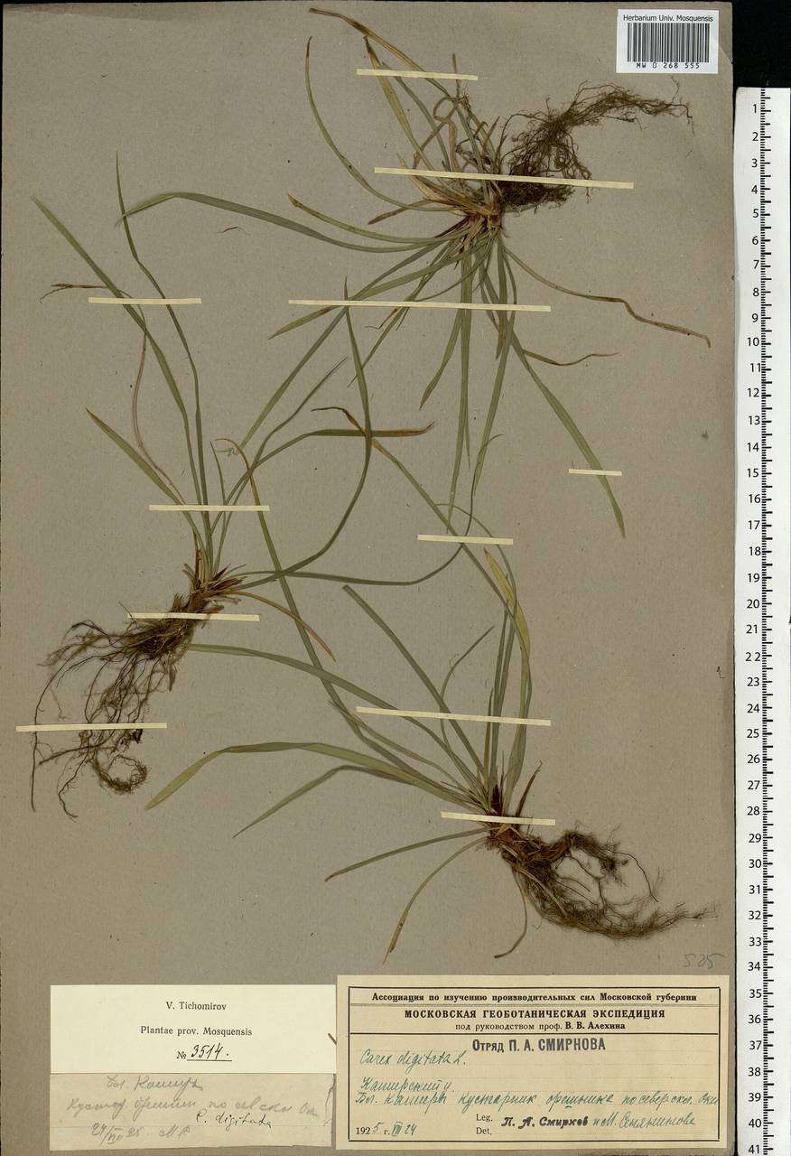 Carex digitata L., Eastern Europe, Moscow region (E4a) (Russia)