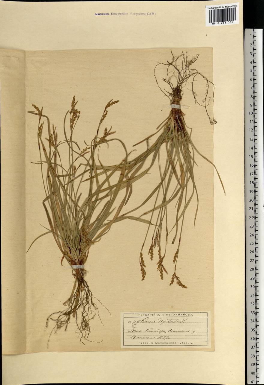 Carex digitata L., Eastern Europe, Moscow region (E4a) (Russia)