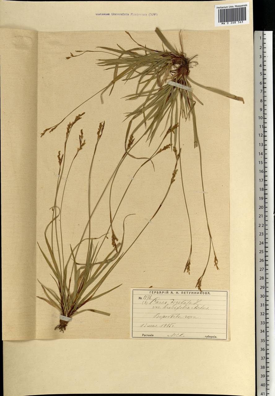 Carex digitata L., Eastern Europe, Moscow region (E4a) (Russia)