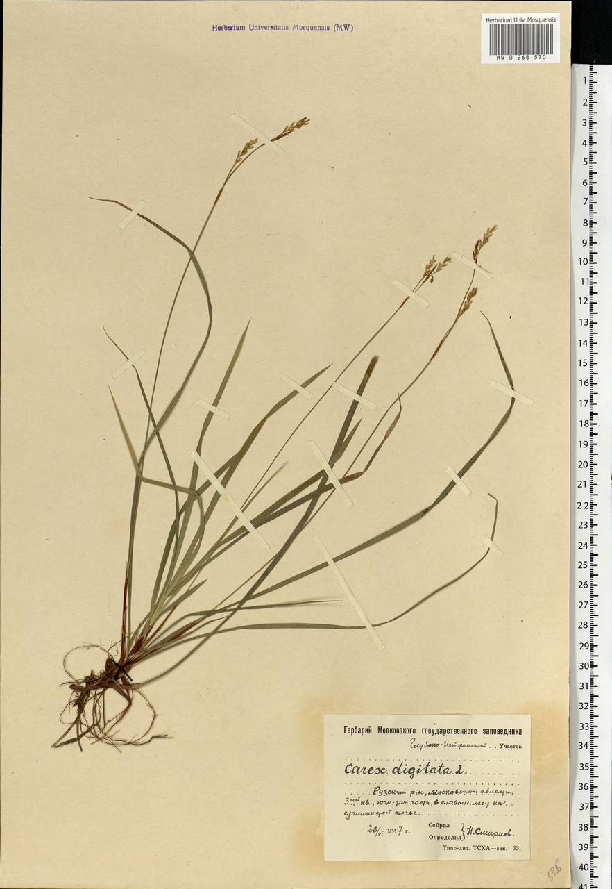 Carex digitata L., Eastern Europe, Moscow region (E4a) (Russia)