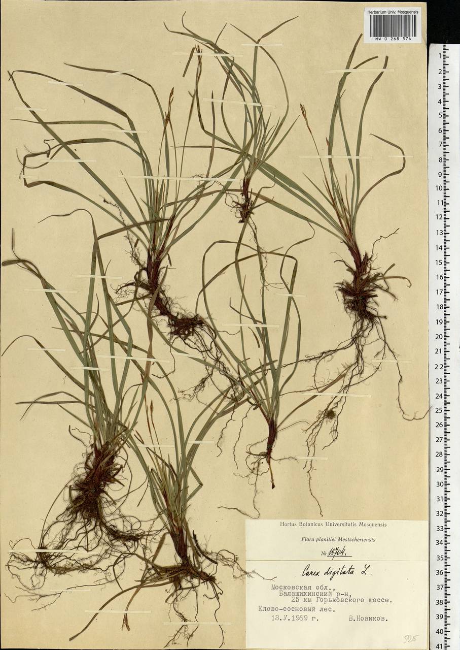 Carex digitata L., Eastern Europe, Moscow region (E4a) (Russia)