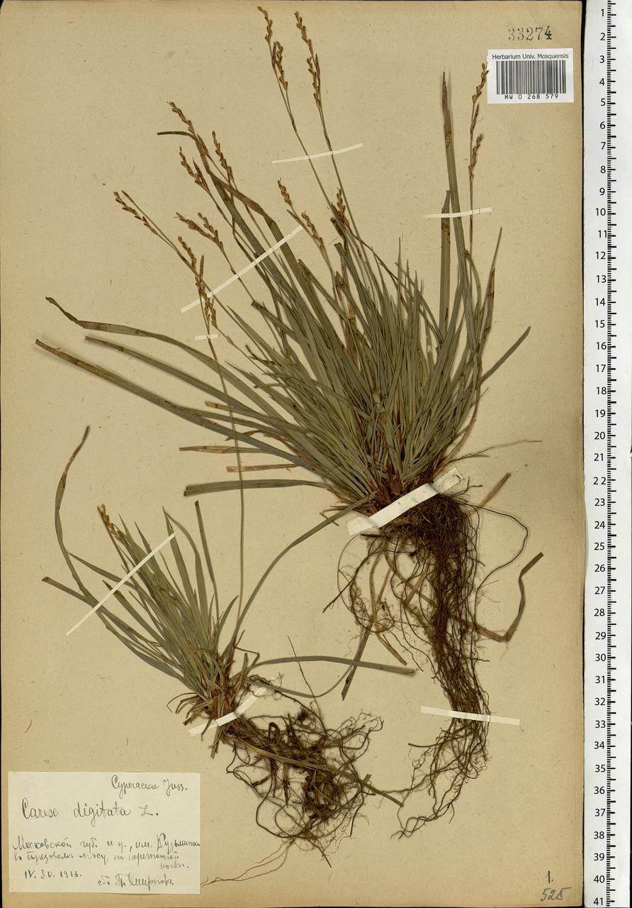 Carex digitata L., Eastern Europe, Moscow region (E4a) (Russia)