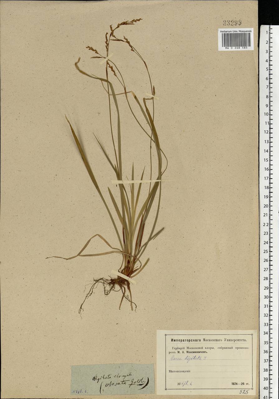 Carex digitata L., Eastern Europe, Moscow region (E4a) (Russia)