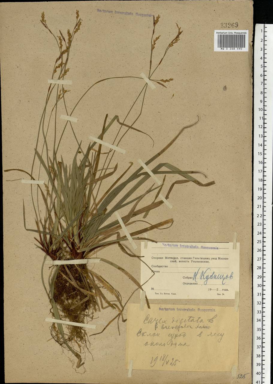 Carex digitata L., Eastern Europe, Moscow region (E4a) (Russia)