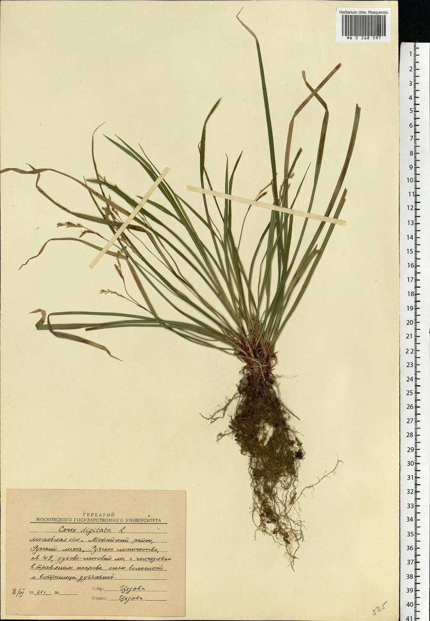 Carex digitata L., Eastern Europe, Moscow region (E4a) (Russia)