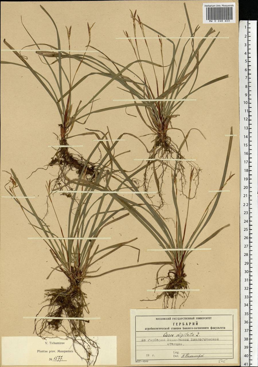 Carex digitata L., Eastern Europe, Moscow region (E4a) (Russia)