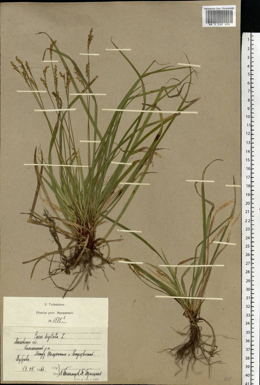 Carex digitata L., Eastern Europe, Moscow region (E4a) (Russia)