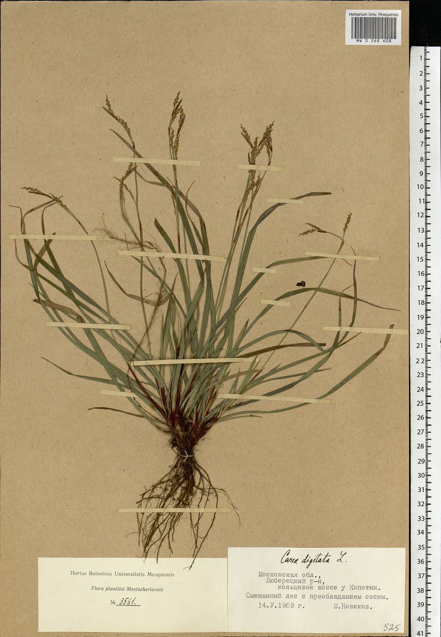 Carex digitata L., Eastern Europe, Moscow region (E4a) (Russia)