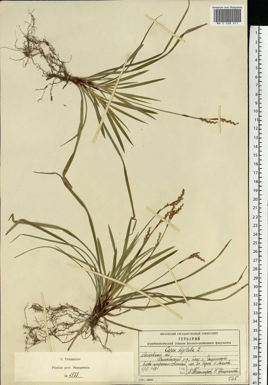 Carex digitata L., Eastern Europe, Moscow region (E4a) (Russia)