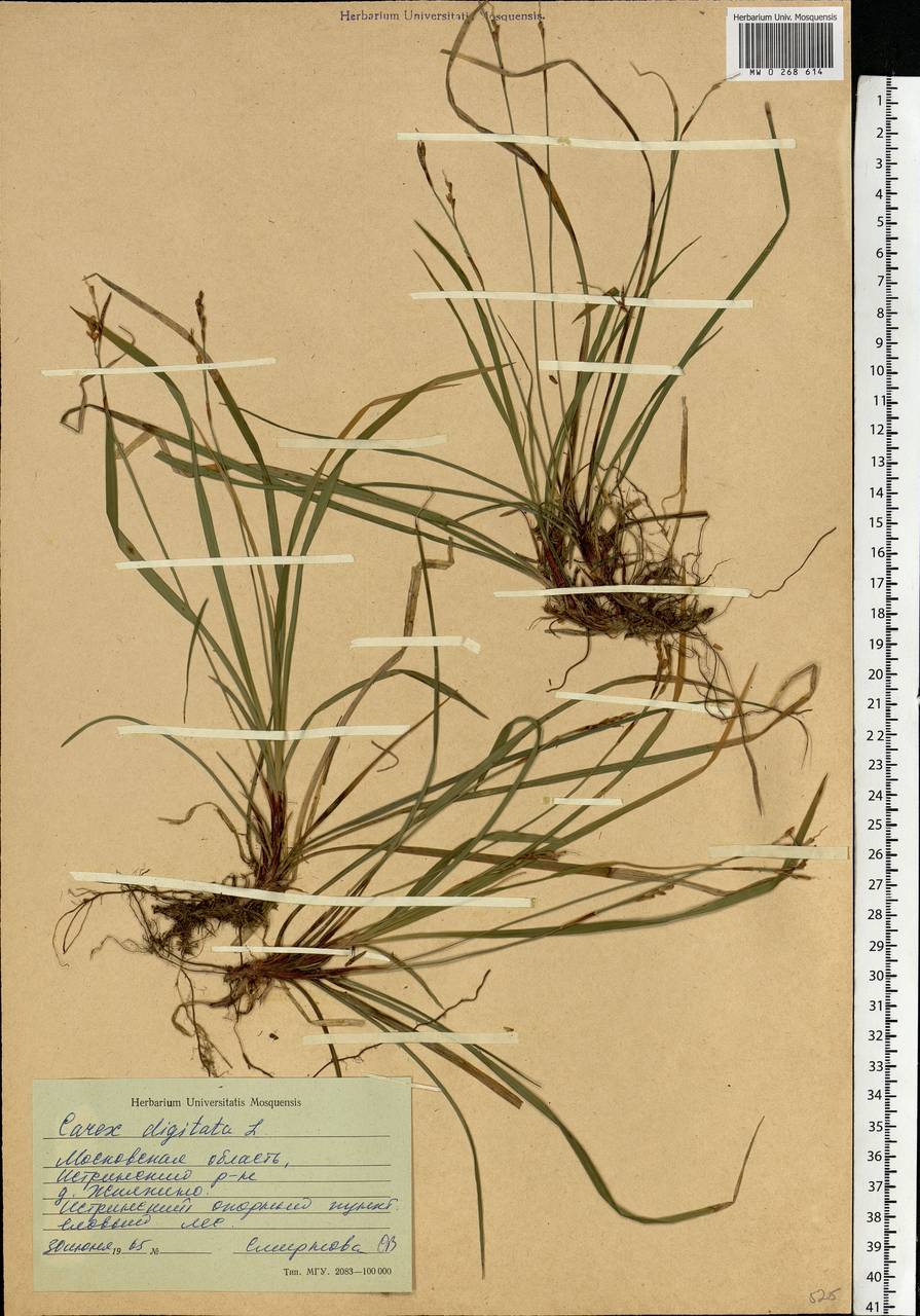 Carex digitata L., Eastern Europe, Moscow region (E4a) (Russia)