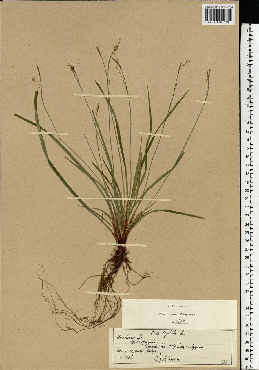 Carex digitata L., Eastern Europe, Moscow region (E4a) (Russia)