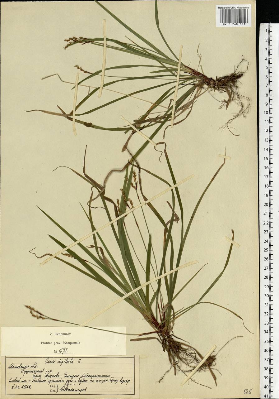 Carex digitata L., Eastern Europe, Moscow region (E4a) (Russia)