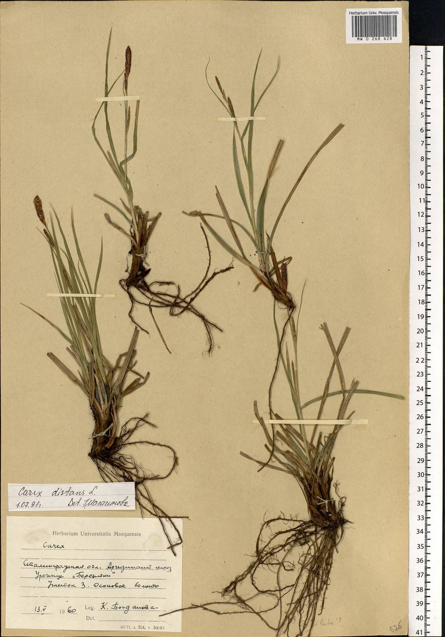Carex diluta M.Bieb., Eastern Europe, Lower Volga region (E9) (Russia)